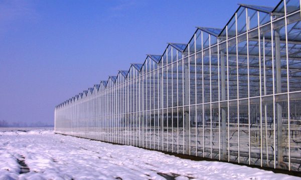 Venlo greenhouse